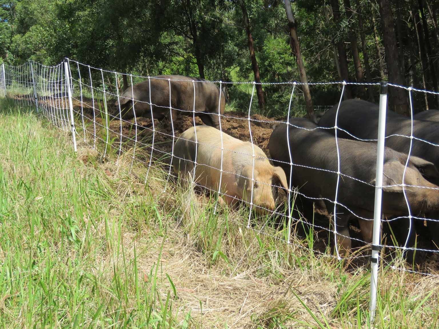 Pigs digging and creating gaps under a fence line in pasture