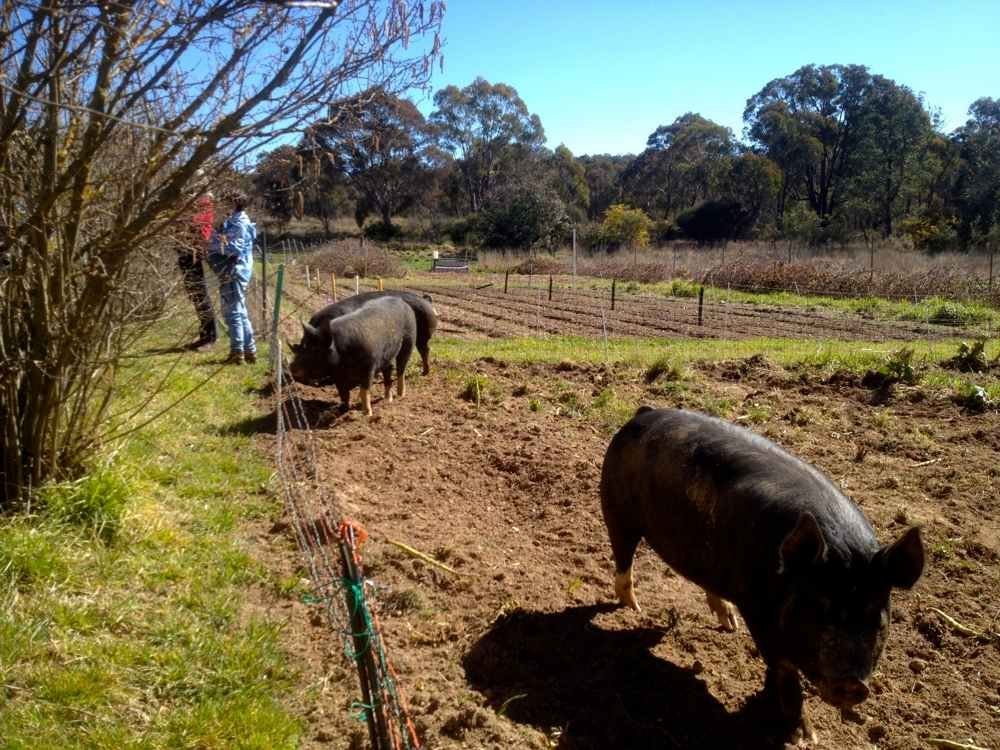 Pigs in pasture with electric fence installation